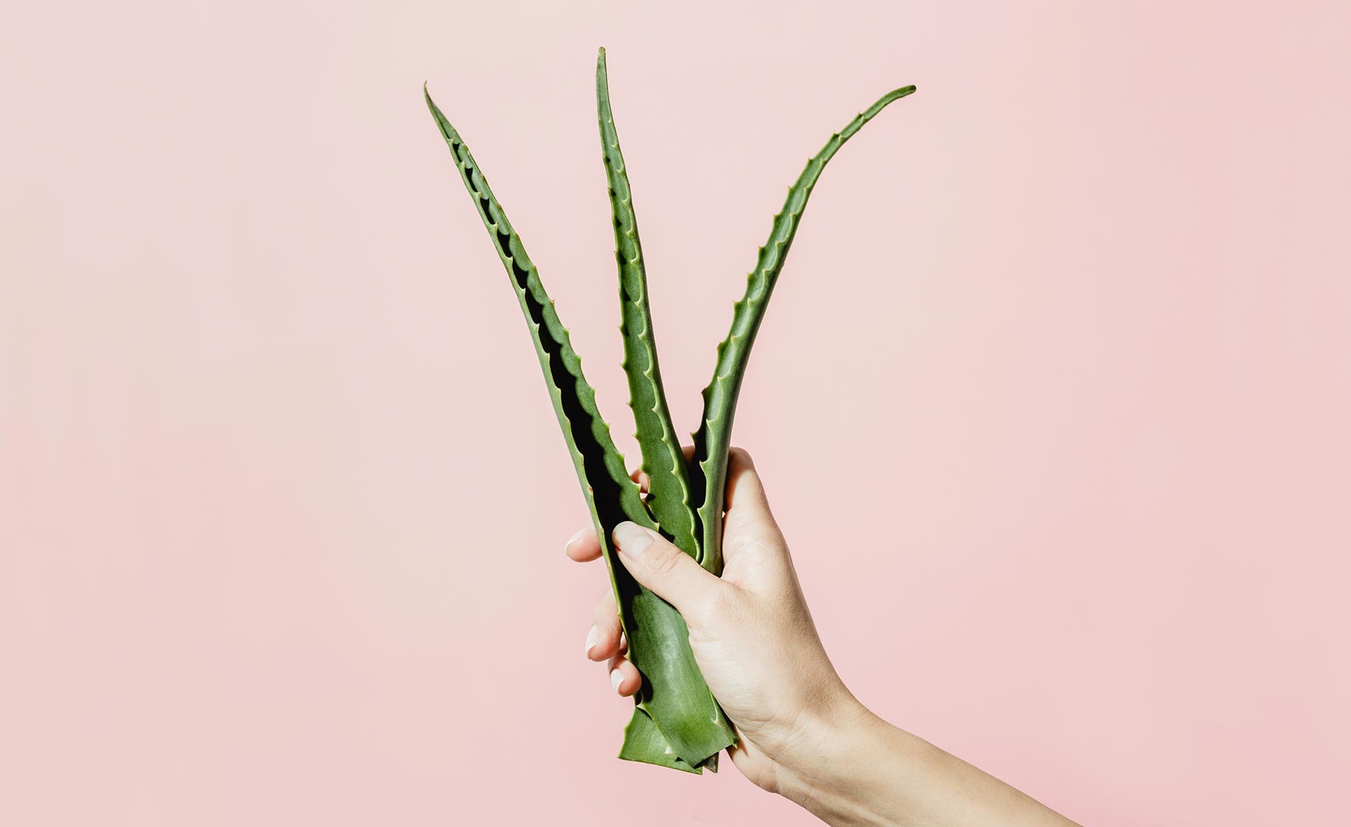Aloe Vera and Sunburns: What You Need to Know
